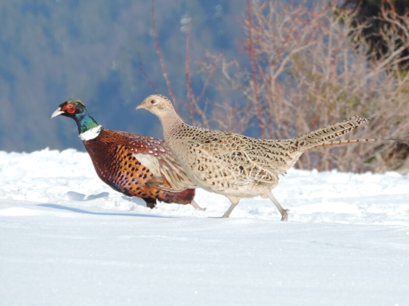 Couple de Faisans de Colchide